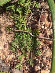 Gazania maritima
