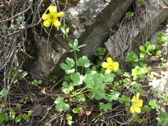 Ranunculus polyrhizos