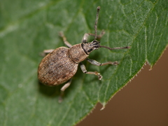 Peritelus sphaeroides
