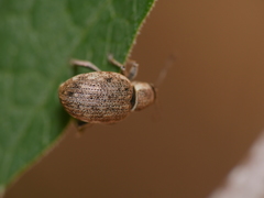 Peritelus sphaeroides