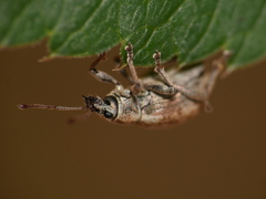 Peritelus sphaeroides