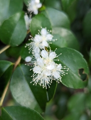 Eugenia biflora, photograph (c) Dan Schofield, some rights reserved (CC BY)