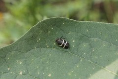 Aeneolamia albofasciata