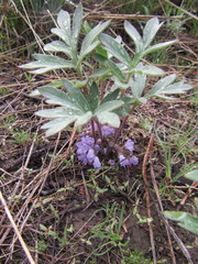 Hydrophyllum alpestre