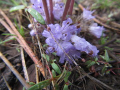 Hydrophyllum alpestre