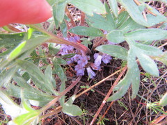 Hydrophyllum alpestre