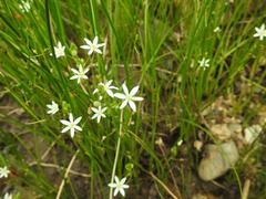 Ornithogalum flexuosum