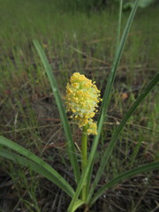 Toxicoscordion venenosum