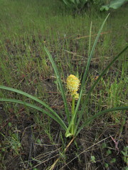 Toxicoscordion venenosum