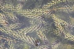 Lagarosiphon major