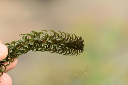 Lagarosiphon