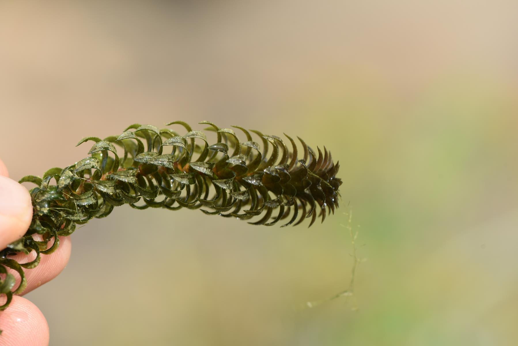 Lagarosiphon