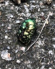 Protaetia orientalis
