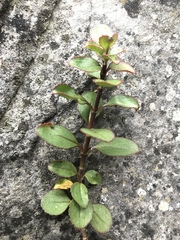 Veronica lavaudiana