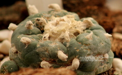 Lophophora diffusa