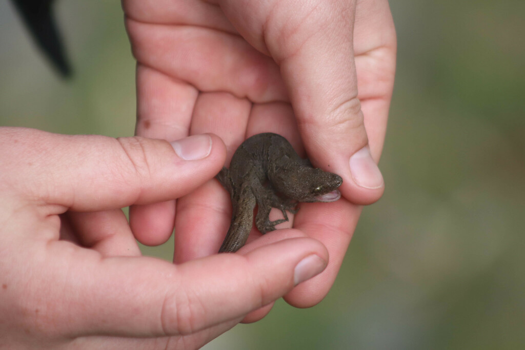 New Zealand Brown Geckos in May 2024 by nathimble. Incidental. Part of ...