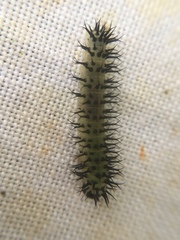 Periclista pubescens