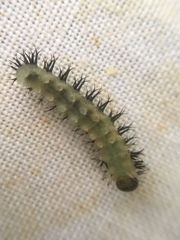 Periclista pubescens