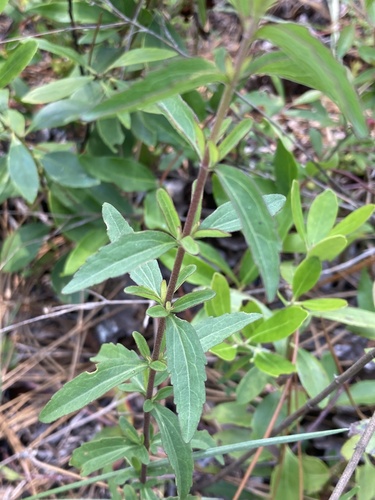 Florida Thoroughwort (Eupatorium anomalum)