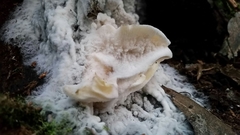 Omphalotus nidiformis