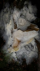 Omphalotus nidiformis