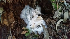 Omphalotus nidiformis