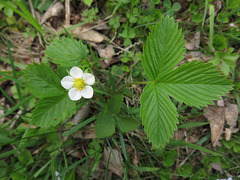 Fragaria vesca americana