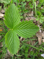 Fragaria vesca americana