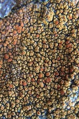 Polycauliona bolacina