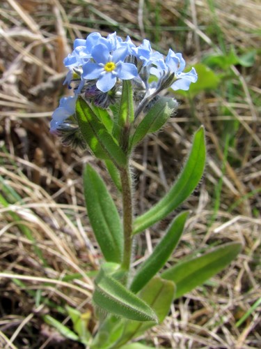 Myosotis imitata
