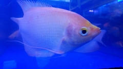 Osphronemus goramy