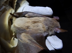 Epomophorus crypturus