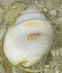 Nassarius arcularia