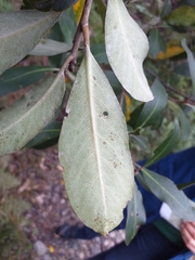 Pittosporum huttonianum