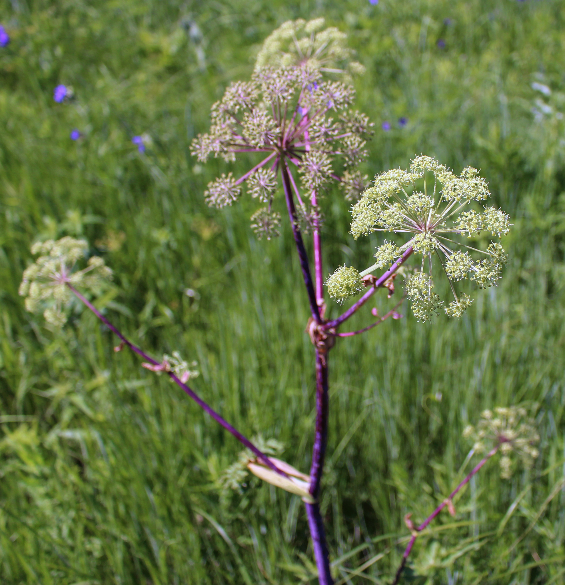 Angelica atropurpurea