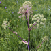 Purple-stemmed Angelica - Photo (c) aarongunnar, some rights reserved (CC BY), uploaded by aarongunnar