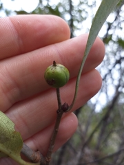 Pittosporum huttonianum