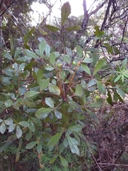 Pseudopanax discolor