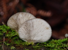 Hohenbuehelia clelandii