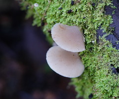 Hohenbuehelia clelandii