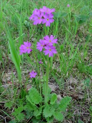 Primula cortusoides