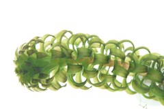 Lagarosiphon major