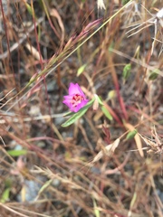 Clarkia franciscana