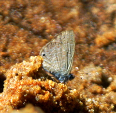 Pseudonacaduba sichela sichela