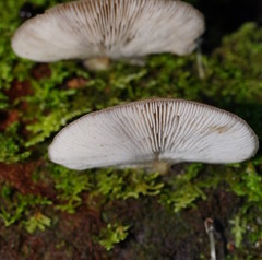 Hohenbuehelia clelandii