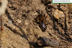 Megachile desertorum