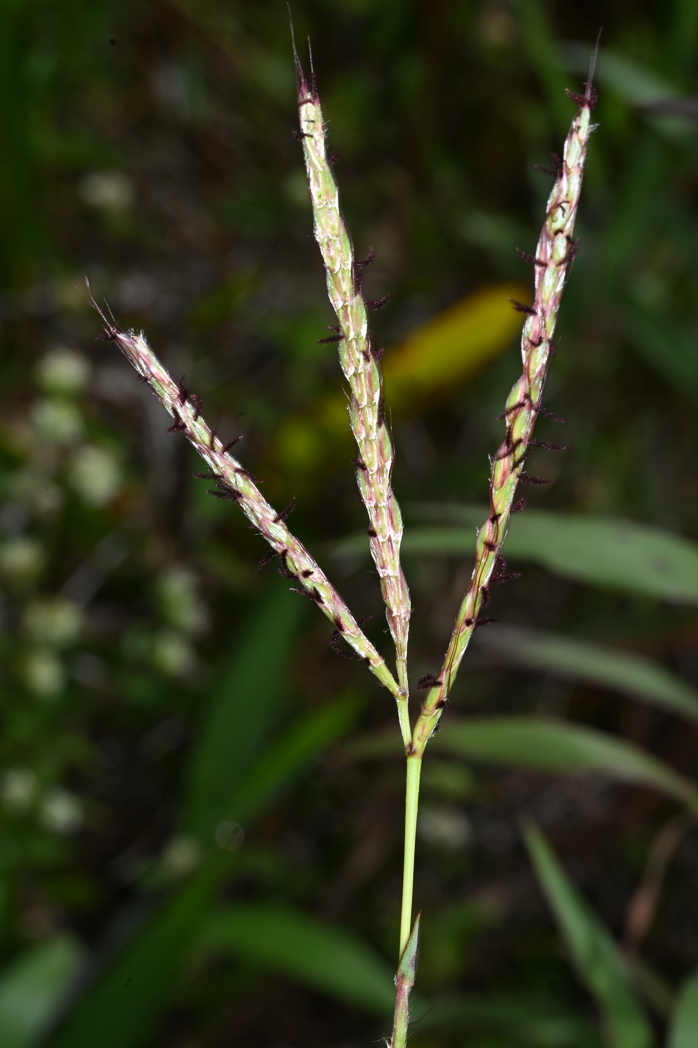 Ischaemum guianense