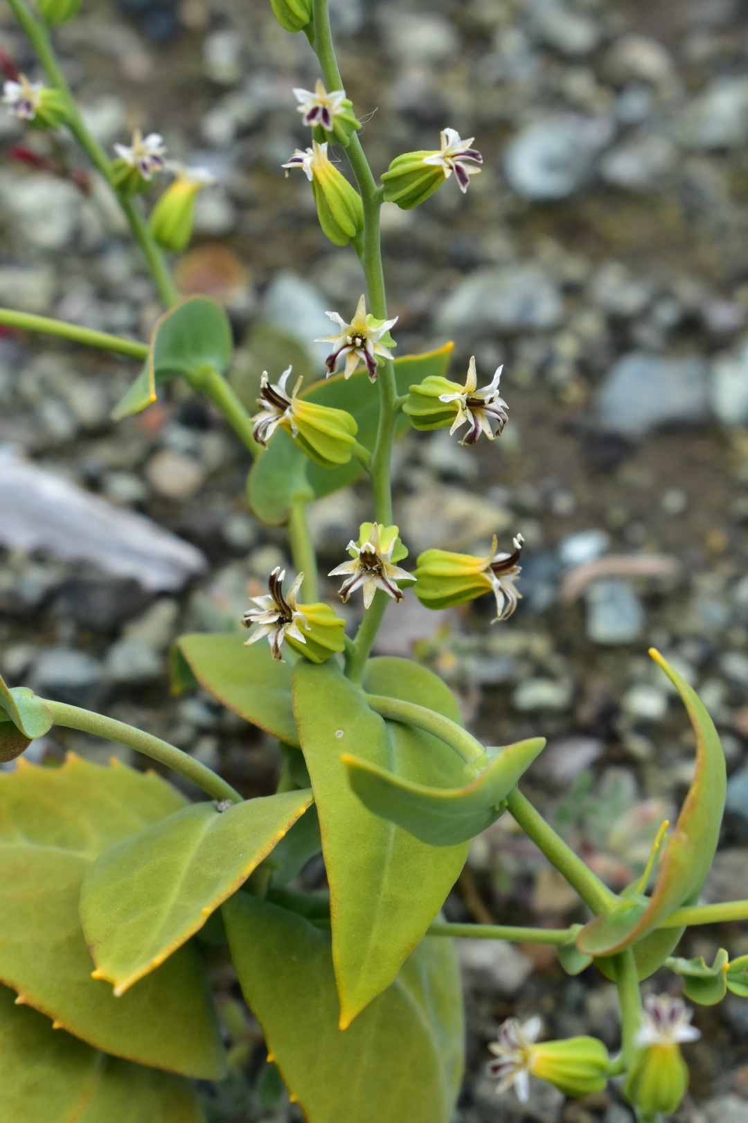 Streptanthus hesperidis