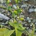 Streptanthus hesperidis - Photo (c) Joey Santore,  זכויות יוצרים חלקיות (CC BY-NC), הועלה על ידי Joey Santore