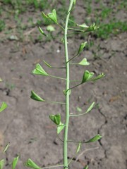 Capsella orientalis